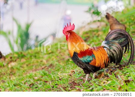 图库照片: colorful rooster on green nature background
