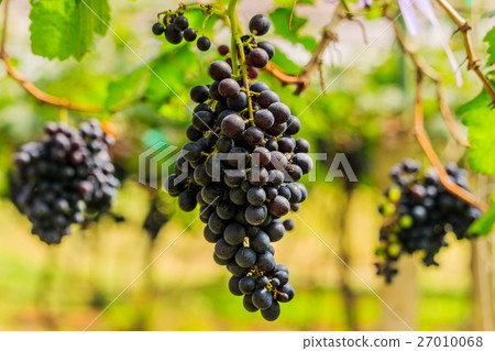 large bunches of red wine grapes hang from a vine large bunches of red wine grapes hang from a vine 27010068