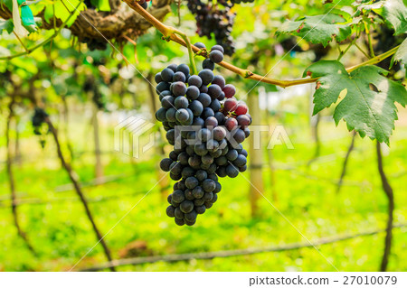 large bunches of red wine grapes hang from a vine large bunches of red wine grapes hang from a vine 27010079