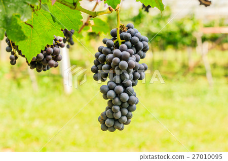 large bunches of red wine grapes hang from a vine 27010095