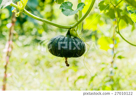 Winter squash, or Pumpkin on its tree 27010122