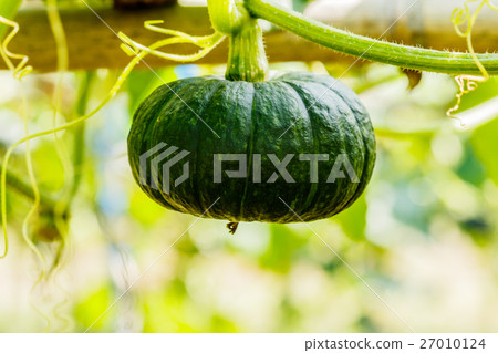 Winter squash, or Pumpkin on its tree 27010124