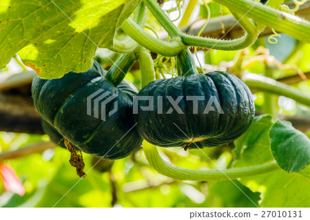 Winter squash, or Pumpkin on its tree 27010131