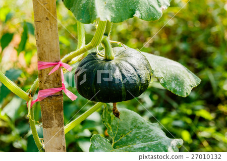 Winter squash, or Pumpkin on its tree 27010132