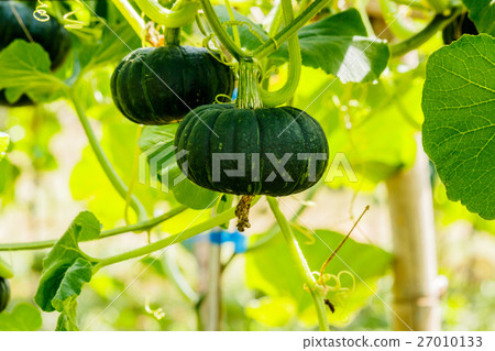 Winter squash, or Pumpkin on its tree Winter squash, or Pumpkin on its tree 27010133