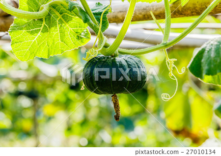 Winter squash, or Pumpkin on its tree Winter squash, or Pumpkin on its tree 27010134