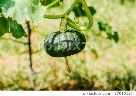 Winter squash, or Pumpkin on its tree 27010135