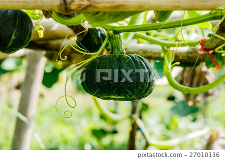 Winter squash, or Pumpkin on its tree Winter squash, or Pumpkin on its tree 27010136