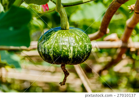 Winter squash, or Pumpkin on its tree Winter squash, or Pumpkin on its tree 27010137