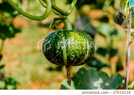 Winter squash, or Pumpkin on its tree 27010138