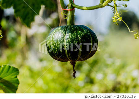 Winter squash, or Pumpkin on its tree 27010139