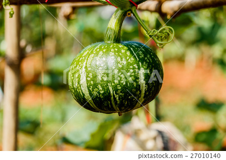 Winter squash, or Pumpkin on its tree Winter squash, or Pumpkin on its tree 27010140