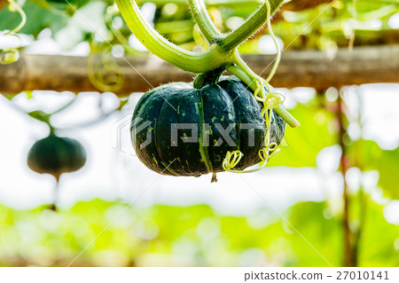 Winter squash, or Pumpkin on its tree Winter squash, or Pumpkin on its tree 27010141