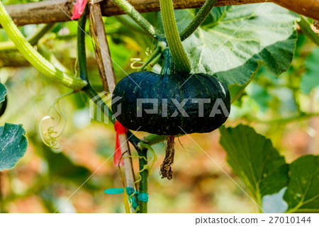 Winter squash, or Pumpkin on its tree Winter squash, or Pumpkin on its tree 27010144