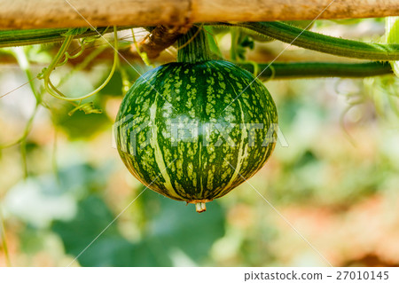 Winter squash, or Pumpkin on its tree Winter squash, or Pumpkin on its tree 27010145