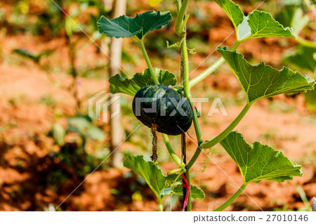 Winter squash, or Pumpkin on its tree Winter squash, or Pumpkin on its tree 27010146