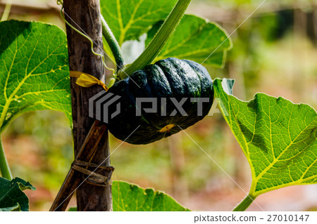 Winter squash, or Pumpkin on its tree Winter squash, or Pumpkin on its tree 27010147