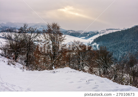 forest in rural area in winter mountains 27010673