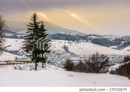 spruce tree on snowy meadow in mountains 27010674