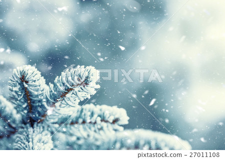 Pine tree branches covered frost in snow. Pine tree branches covered frost in snow. 27011108