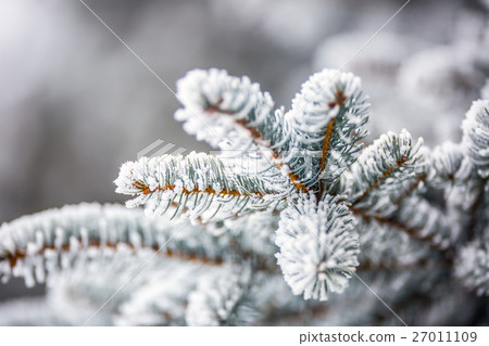 Pine tree branches covered frost in snow. Pine tree branches covered frost in snow. 27011109