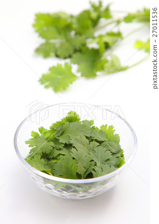 Coriander Coriander 27011536