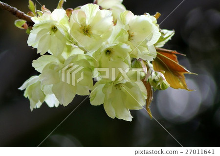 Yellow cherry tree: turmeric cherry 27011641