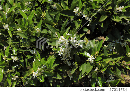 花蜜花（檸檬谷） 27011784