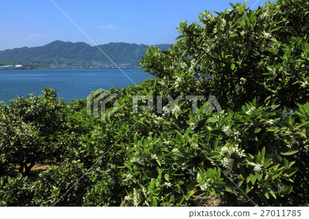 花蜜花（檸檬谷） 27011785