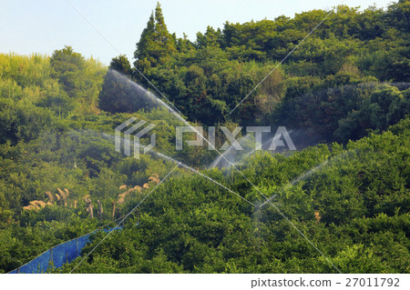 Sprinkler in orchard (Ikujima) 27011792