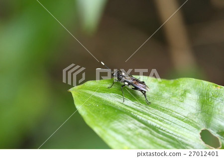 生物昆蟲竹白色蜜蜂，幼蟲的草是老人。初夏可以看到成年人 27012401
