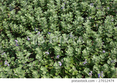 較舊的沿海海岸 27012474