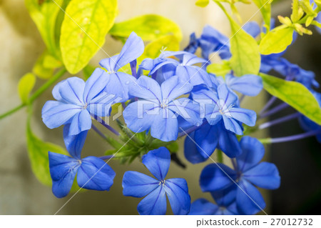 Blue plumbago flowers in in garden 27012732