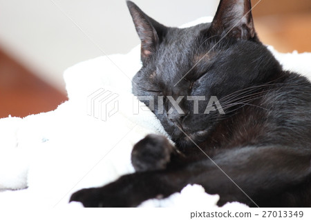 睡覺的黑貓 27013349