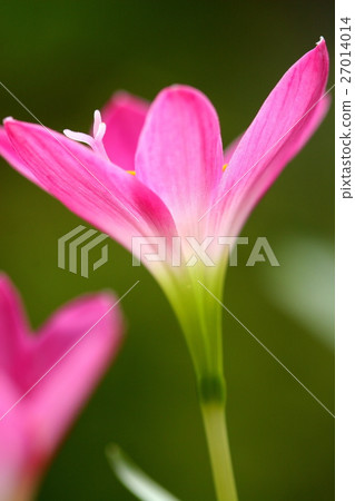 Pink beautiful Fairy lily in garden. Pink beautiful Fairy lily in garden. 27014014