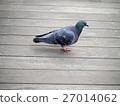  pigeon 27014062