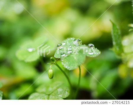Morning dew Morning dew 27014215