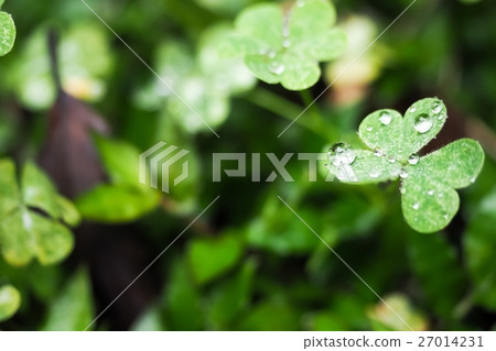 Morning dew 27014231