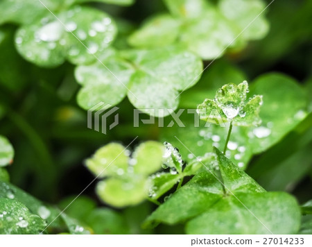Morning dew Morning dew 27014233