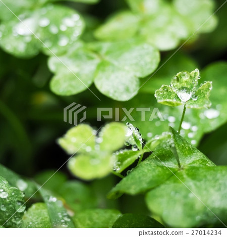 Morning dew 27014234