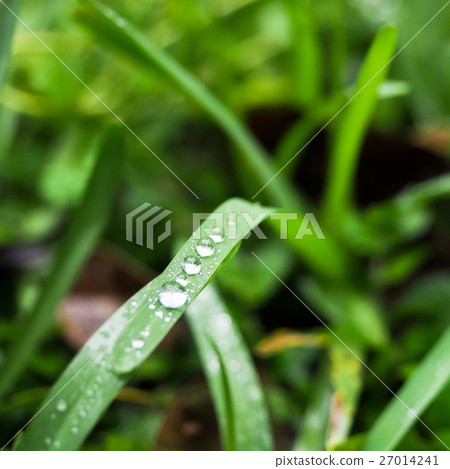 Morning dew Morning dew 27014241