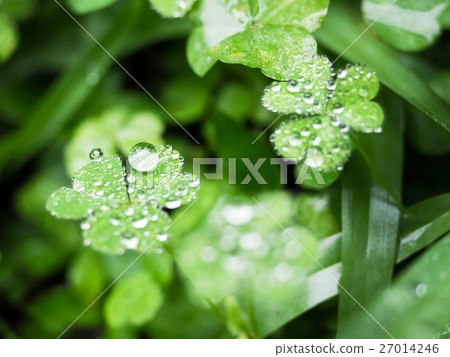 Morning dew Morning dew 27014246