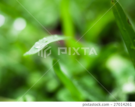 Morning dew Morning dew 27014261