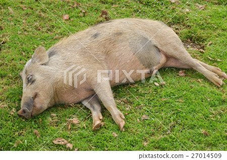 Papua New Guinea pig napping - Stock Photo [27014509] - PIXTA