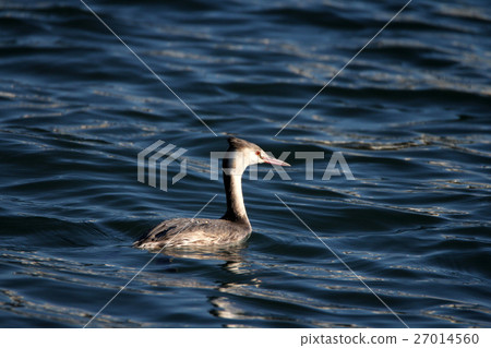 偉大的鳳頭gre .. 27014560