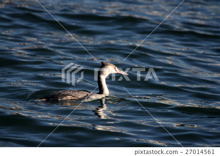 Great crested grebe 27014561