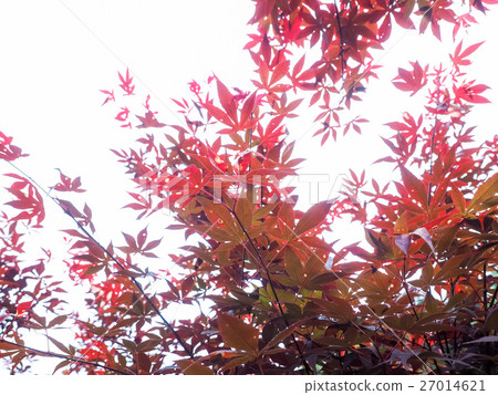 秋楓 27014621