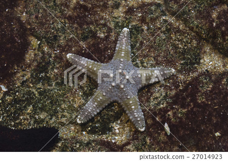 Starfish sticking to the rock 27014923