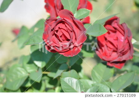 Frencam blooms in bloom Frencam blooms in bloom 27015109