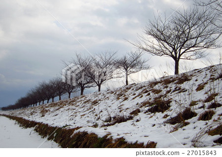 冬天天空和櫻花樹 27015843